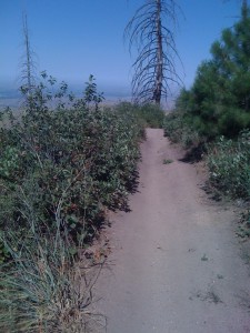 Trail 4, looking NW.